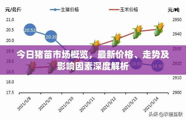 今日豬苗市場概覽，最新價格、走勢及影響因素深度解析